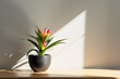 Bromeliads in black flower pot on a wooden surface, illuminated by sunlight casting a shadow on a white wall behind it. Selective focus, blur