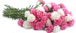 A vibrant bunch of pink and white carnations arranged neatly on a clean white background. The flowers are in full bloom, showcasing their delicate petals and vivid colors.