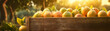 Pomelo harvested in a wooden box with orchard and sunshine in the background. Natural organic fruit abundance. Agriculture, healthy and natural food concept. Horizontal composition, banner.