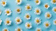 © Coralstar - Seamless spring pattern of Daisy flowers. Spring awakening concept.