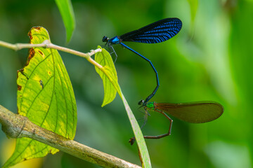 Wall Mural - blue metallic damselfly vestalis luctuosa mating ritual on plant vines, natural bokeh background
