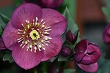 Fototapeta Storczyk - Piękny, purpurowy kwiat ciemiernika glandorfskiego (Helleborus x glandorfensis) odmiany 'Amarela', zwany również różą zimy