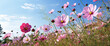 Beautiful low POV landscape image of vibrant Summer wildflower meadow against blue sky
