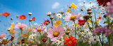Fototapeta Do pokoju - Beautiful low POV landscape image of vibrant Summer wildflower meadow against blue sky