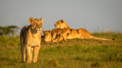 Wall Mural - lioness with pride ( panthera leo leo) in the golden light of the morning sun, olare motorogi conser