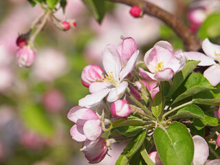 Wall Mural - Apple tree blossom in spring, pink flowers