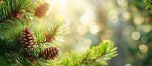 This Close-up Shot Captures Young Pine Cones Nestled On A Pine Tree Branch, Set Against A Blurred Background With Beautiful Bokeh. The Intricacies Of The Cones Are Highlighted, Showcasing Natures