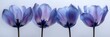 Bluepurple Tulips Flowers On White, with lights, light black and yellow, Background HD, Illustrations