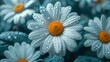 Beautiful, colorful chamomile daisy flowers. Floral composition