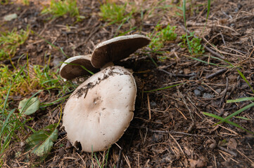 two big white mushrooms. natural background