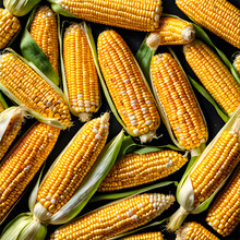 From Field To Plate The Pleasures Of Fresh Corn A Summertime Favorite For All Ages
