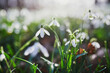 © Ekaterina Pokrovsky - Beautiful white snowdrop flowers blossoming outdoors