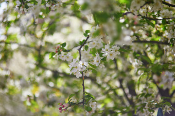 Wall Mural - Beautiful white apple tree in full bloom