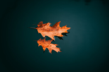 maple leaf on water