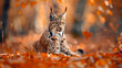 Eurasian Lynx wild cat sitting on the orange leaves, generative ai