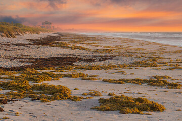 Sargassum seaweed bloom on a beach in Indialantic Florida