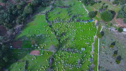 Wall Mural - Aerial view from a drone of a flock of sheep in the town of Valderromán. Municipality of Caracena. Province of Soria. Castile and Leon. Spain. Europe