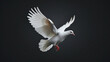 A graceful white dove on black background, a symbol of peace and purity.