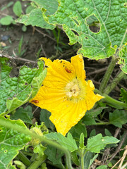 Sticker - winter melon flower in nature garden