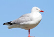 Bird, outdoors and blue sky in nature, flight and avian animal in the wild. Seagull, wildlife and feathers for gulls native for shorelines, sea and closeup of bill for birdwatching or birding