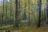 Fototapeta  - Sunrise in autumn deciduous forest