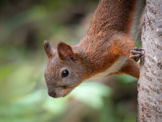 Red squirrel on a tree trunk looking upside down at the camera