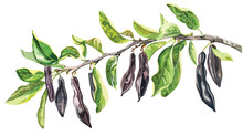 Watercolor Carob Branch With Pods And Leaves. Flowerin