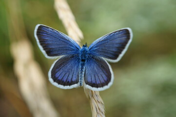 Wall Mural - Beautiful blue butterfly on a flower. Golubyanka. Beauty is in nature.