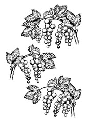 Wall Mural - Currants on branch. Vector drawing