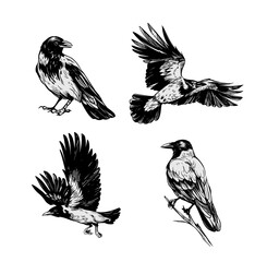 Wall Mural - Grey crow, raven, bird, vector sketch illustration, hand drawn, black outline, engraving style