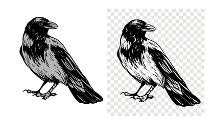 Wall Mural - grey crow, raven, bird, vector sketch illustration, hand drawn, black outline, engraving style