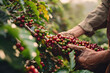 The journey of coffee beans, from harvesting to roasting, highlighting the intricate steps involved in the process