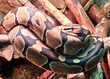 Tiger's python or morelia spilota snake with beautiful  skin snake texture close up. Reticulated python is non venomous snake.