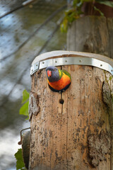 A lori parrot sits on a branch in its enclosure at the zoo. A summer day at the Czech zoo	
