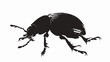 Vector image of the Colorado beetle silhouette on a white