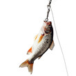 Fish caught on a fishing hook - isolated on a white background 