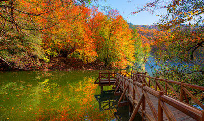 Wall Mural - Autumn forest landscape reflection on the water with - Autumn landscape in (seven lakes) National park of  Yedigoller, Bolu 