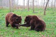 In a tranquil forest clearing, two brown bears engage in a delightful play, creating a heartwarming scene amid the grassy expanse. The soft, green carpet provides a natural playground for the bears, t