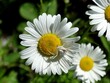 The white spider hides within the petals of a white daisy, seeking refuge from potential threats.