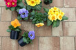 Sadzonki wiosennych kwiatów, bratków i prymulek, gotowe do przesadzenia do donic