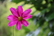 Einzelne Cosmea Blüte mit Regentopfen in der Ntaur