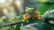 White lipped tree frog on branch tree