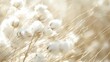 Delicate white cotton bolls bathed in sunlight, with fine details of the fibers and stems highlighted.