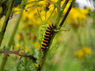 Wall Mural - Caterpillar on flower