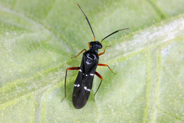 Wall Mural - Globiceps sphaegiformis a small bug of the family Miridae pretending to be an ant (mimicry).