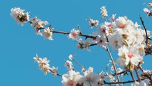 Branch With White Flowers On Blue Sky 