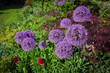 Zierlauch im Garten in lila