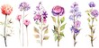 Wildflowers on white background, field flowers plants border, botanical watercolor collection of elements to create collage or design, cards or invitations, illustration Generative AI