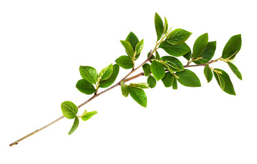 Wall Mural - spring twig with green leaves isolated on white or transparent background
