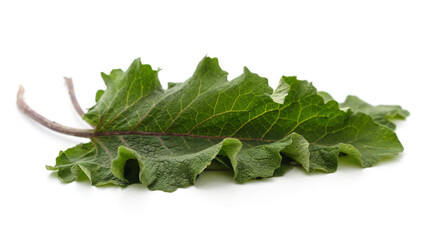 Wall Mural - Fresh burdock leaves.